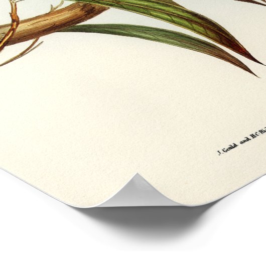 オウム ポスター (角)