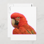 オウム ポストカード (正面/裏面)