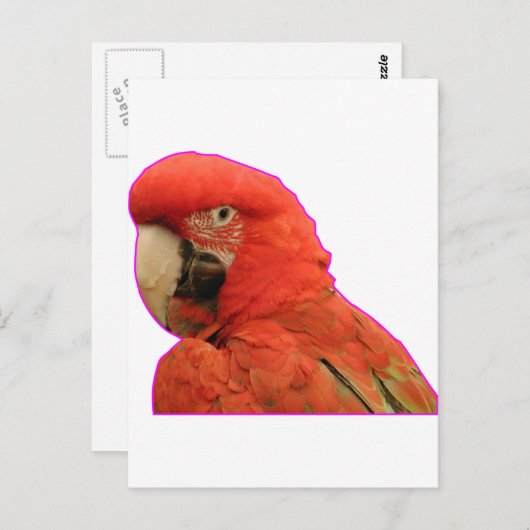 オウム ポストカード (正面/裏面)