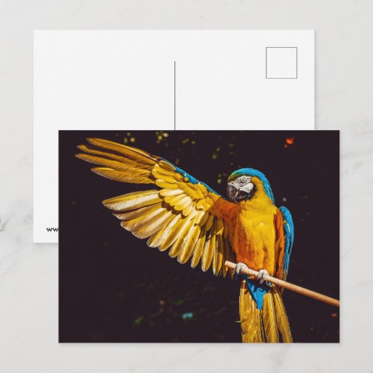 オウム ポストカード (正面/裏面)