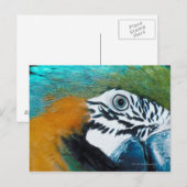 オウム ポストカード (正面/裏面)