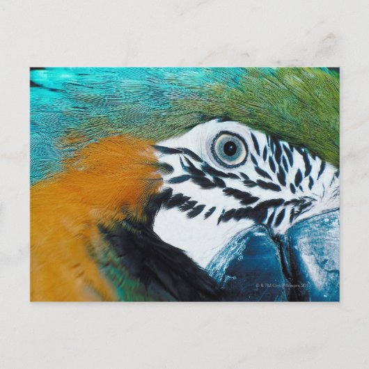 オウム ポストカード (正面)