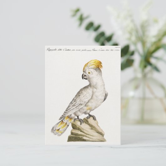 オウム ポストカード (スタンド正面)