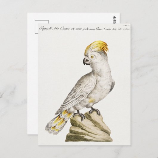 オウム ポストカード (正面/裏面)