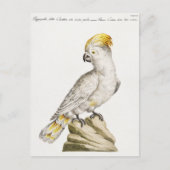 オウム ポストカード (正面)