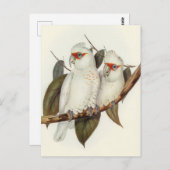 オウム ポストカード (正面/裏面)