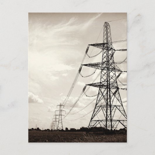 オウム ポストカード (正面)