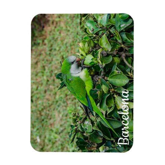 オウム マグネット (縦)