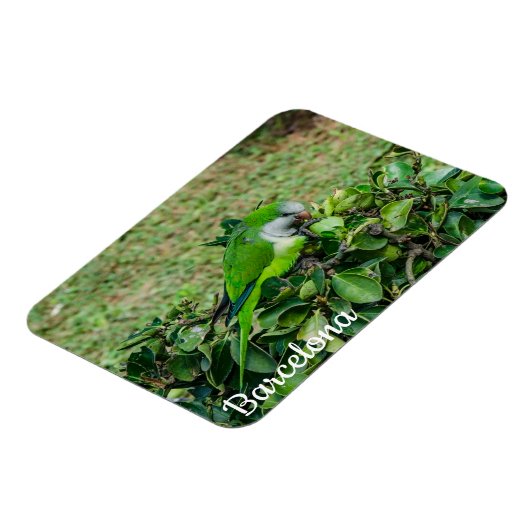 オウム マグネット (左側)