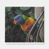 オウム マグネット (正面)