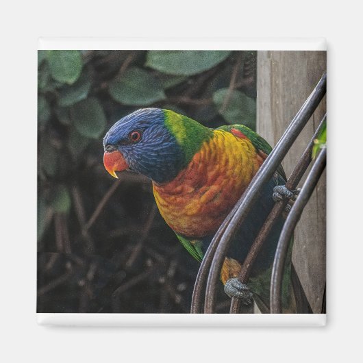 オウム マグネット (正面)