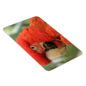 オウム マグネット (右側)