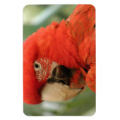 オウム マグネット (縦)