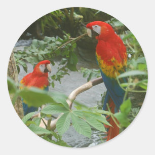 オウム- scarletteのコンゴウインコのステッカー ラウンドシール