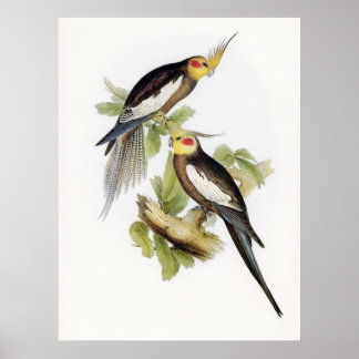 オウムCockatoo Cockatielアート ポスター