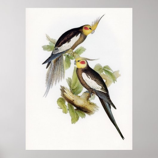 オウムCockatoo Cockatielアート ポスター (正面)
