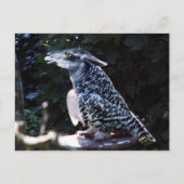 オウラマはがき ポストカード (正面)