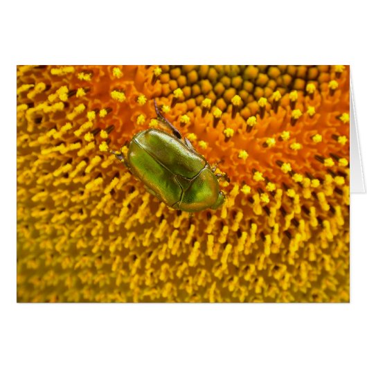 オウリガニ属 (正面横)