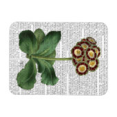 オウリキュラレッド マグネット (横)