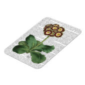 オウリキュラレッド マグネット (左側)