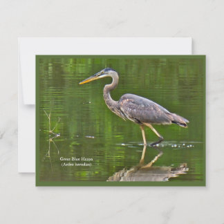 オオアオサギ (Ardea herodias) ノートカード