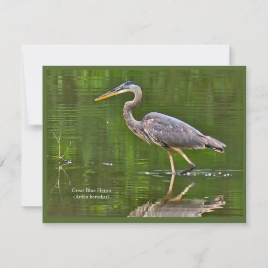オオアオサギ (Ardea herodias) ノートカード (正面)
