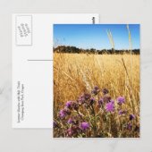 オオアザミのある夏の草原 ポストカード (正面/裏面)
