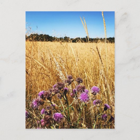 オオアザミのある夏の草原 ポストカード (正面)