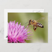 オオアザミの花にミツバチが乗り込む ポストカード (正面/裏面)