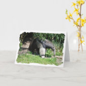 オオアリクイの挨拶状 カード (黄色い花)