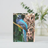 オオウズドリ ポストカード (スタンド正面)