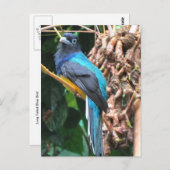 オオウズドリ ポストカード (正面/裏面)