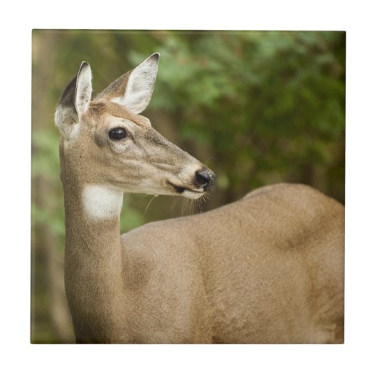 オオウズラ タイル (正面)