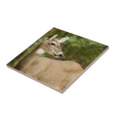 オオウズラ タイル (側面)