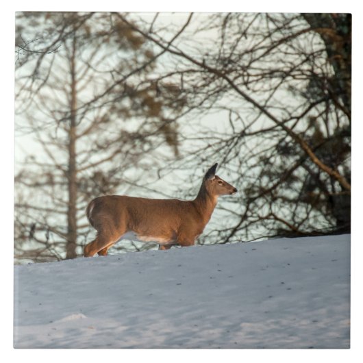 オオウズラ タイル (正面)