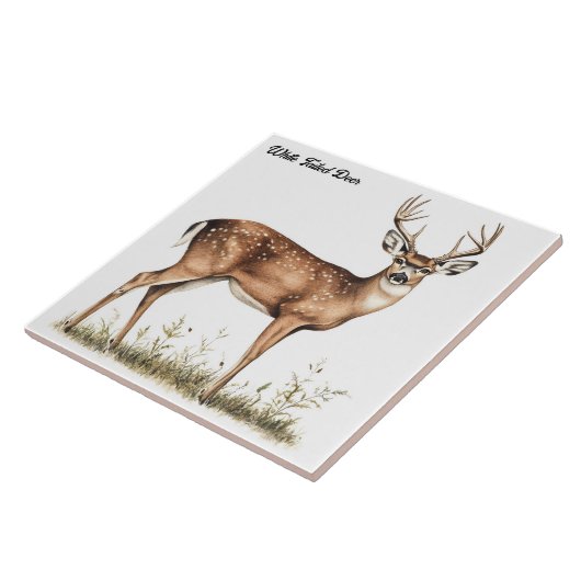 オオウズラ タイル (側面)