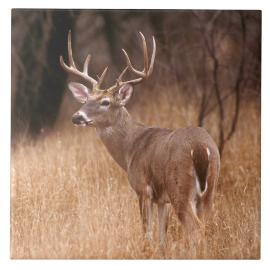 オオウズラ |チョークキャニオン州パーク（テキサス州） タイル (正面)