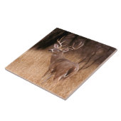 オオウズラ |チョークキャニオン州パーク（テキサス州） タイル (側面)