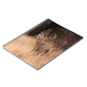 オオウズラ |チョークキャニオン州パーク（テキサス州） ノートブック (左側)