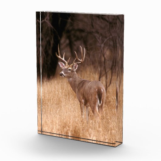 オオウズラ |チョークキャニオン州パーク（テキサス州） フォトブロック (右)