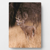 オオウズラ |チョークキャニオン州パーク(テキサス州) フォトプラーク (正面)