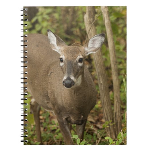 オオウズラ ノートブック (正面)