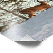 オオウズラ フォトプリント            (角)