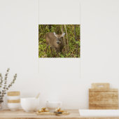 オオウズラ ポスター (キッチン)
