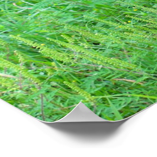 オオウズラ ポスター (角)