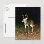 オオウズラ ポストカード (正面/裏面)