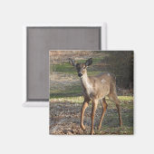 オオウズラ マグネット (正面/裏面)