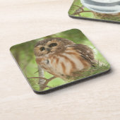 オオウム コースター (左側)