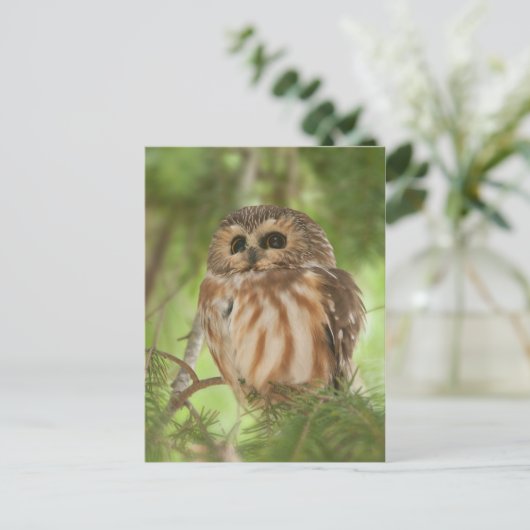 オオウム ポストカード (スタンド正面)