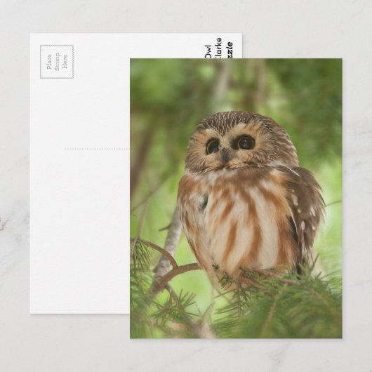 オオウム ポストカード (正面/裏面)